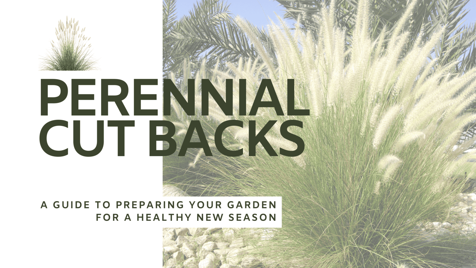 Perennial Cutbacks: A Guide to Preparing Your Garden for a Healthy New Season